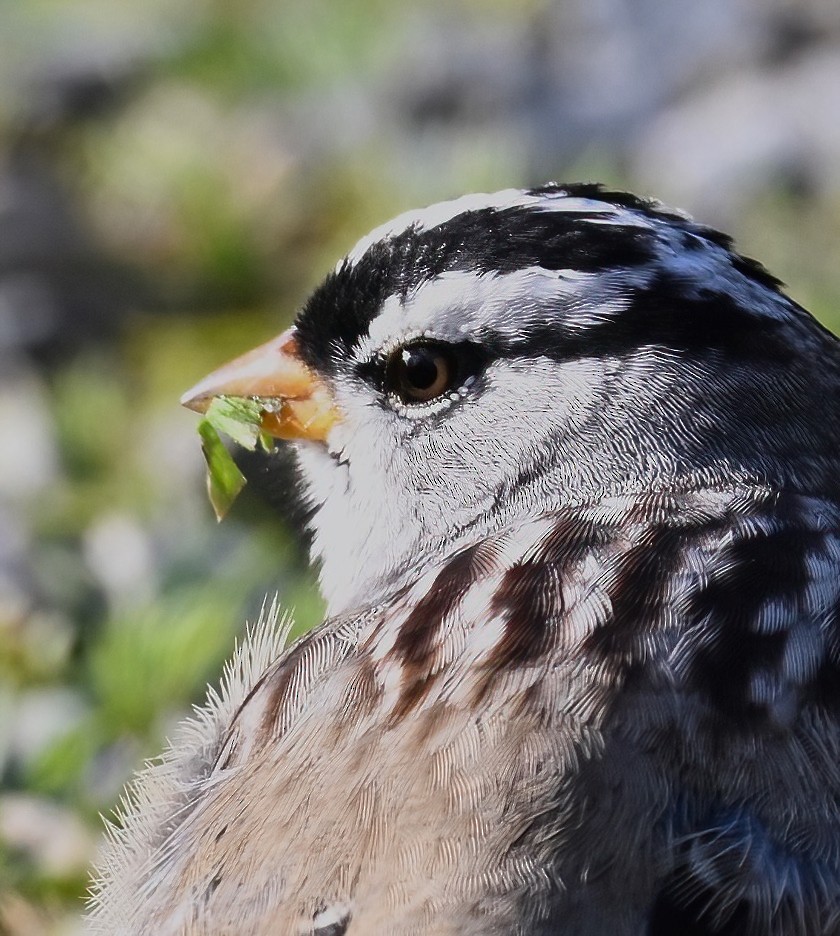 White-crowned Sparrow (Gambel's) - ML617547849