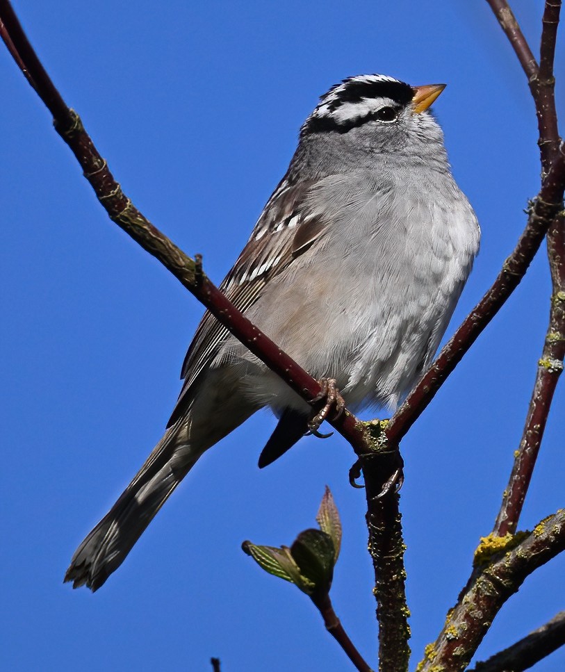 White-crowned Sparrow (Gambel's) - ML617547850