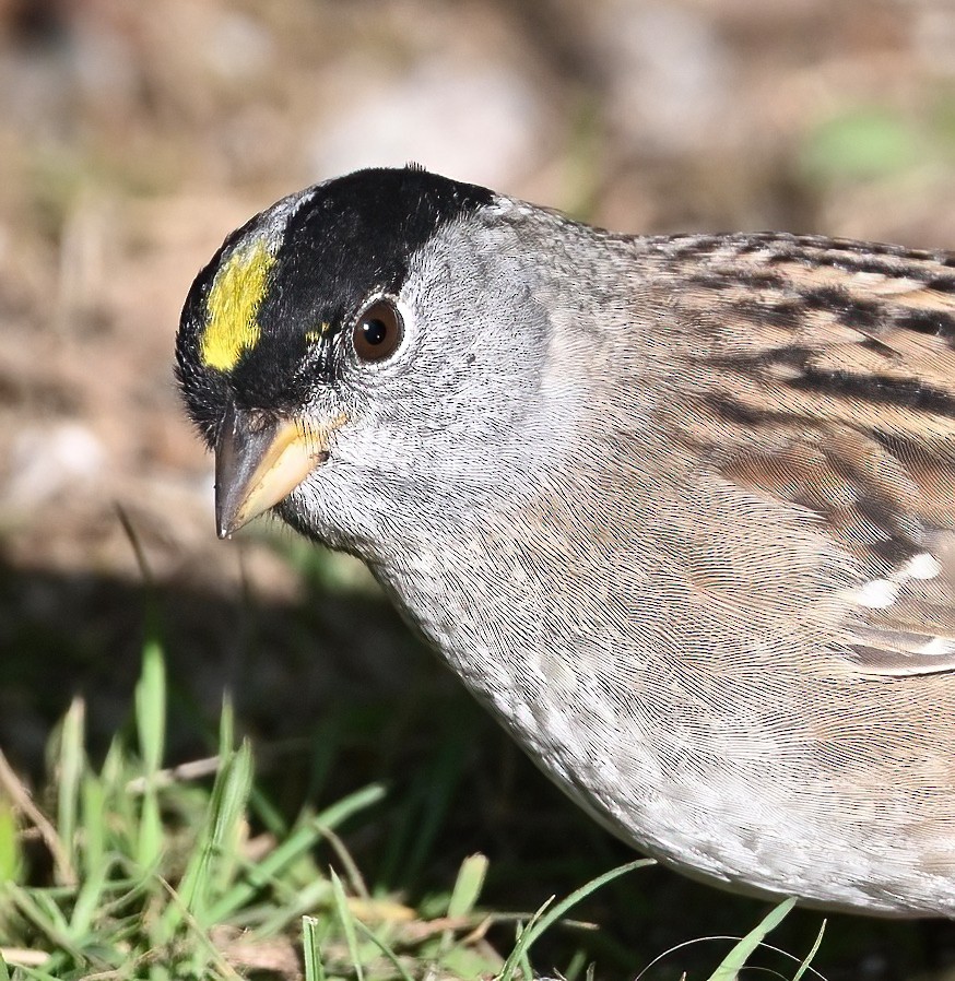 Golden-crowned Sparrow - ML617547856