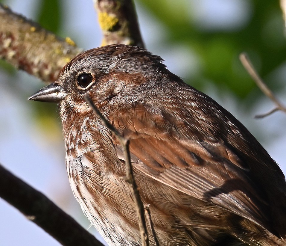 Song Sparrow - Brian Avent