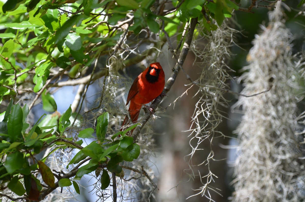 Northern Cardinal - Andrea Freeman