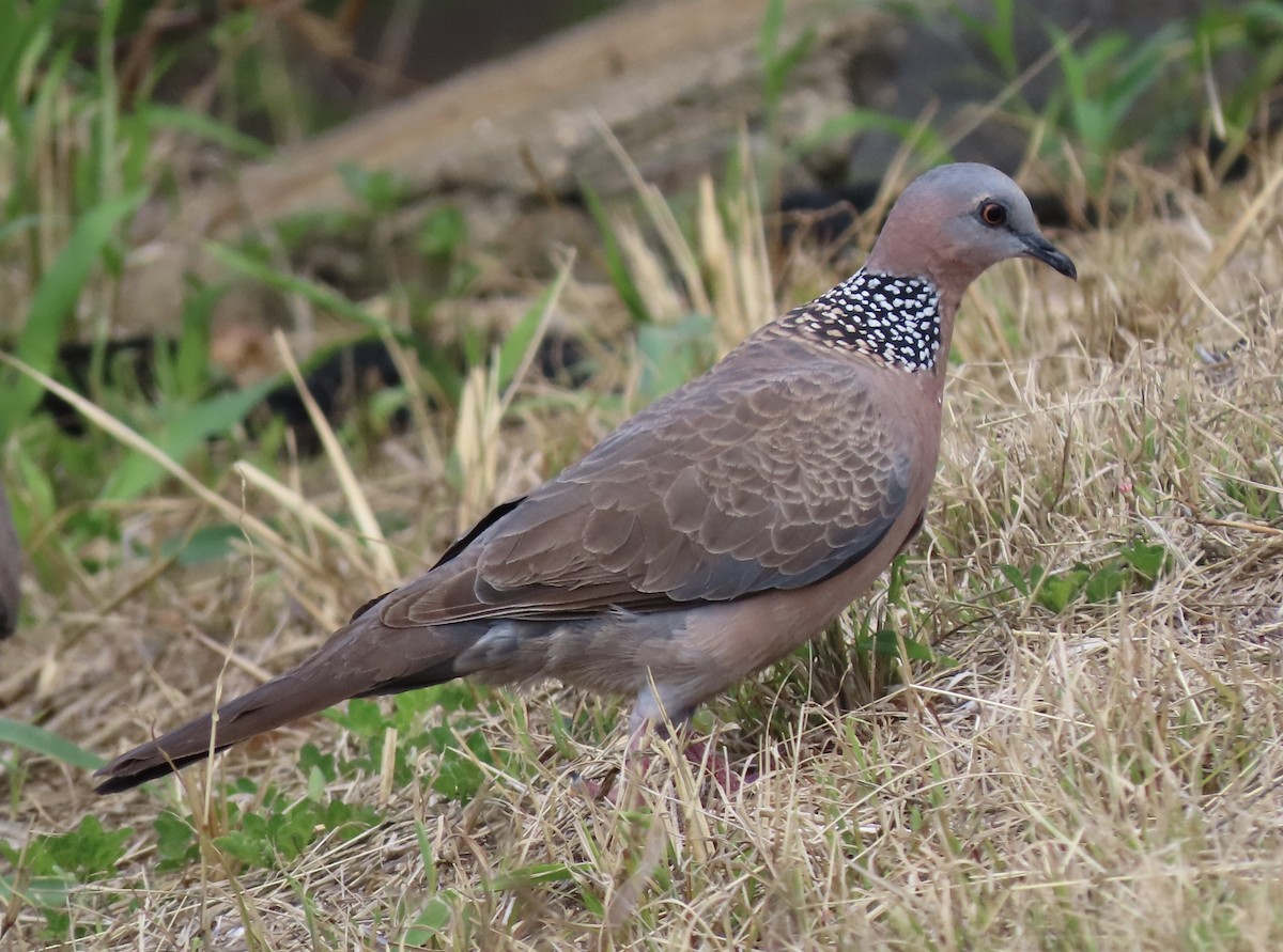 Spotted Dove - ML617547877