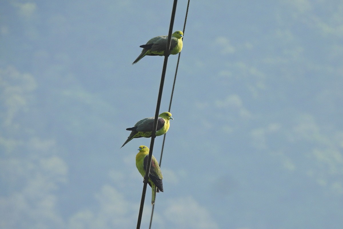 White-bellied Green-Pigeon - ML617547905