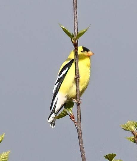 American Goldfinch - ML617547923