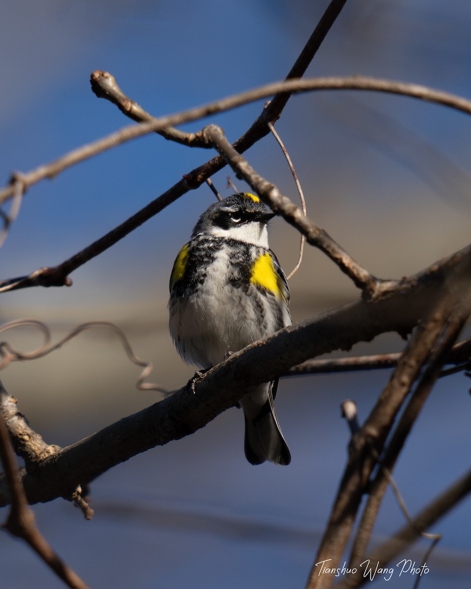 Yellow-rumped Warbler (Myrtle) - Tianshuo Wang