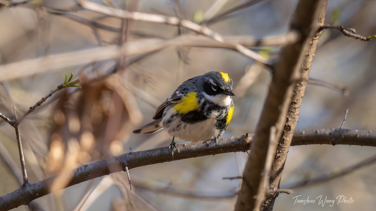Yellow-rumped Warbler (Myrtle) - Tianshuo Wang