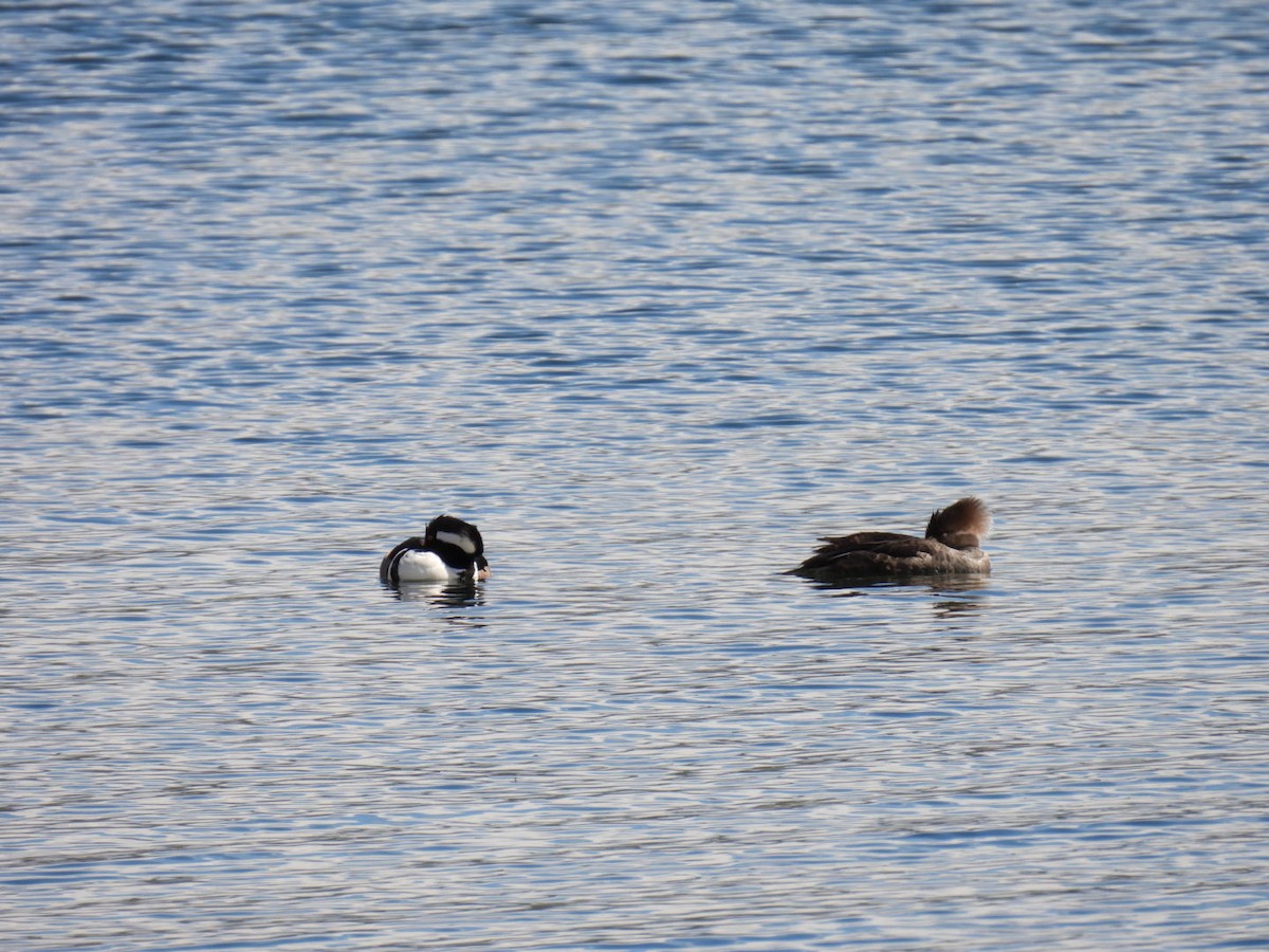 Hooded Merganser - ML617548015