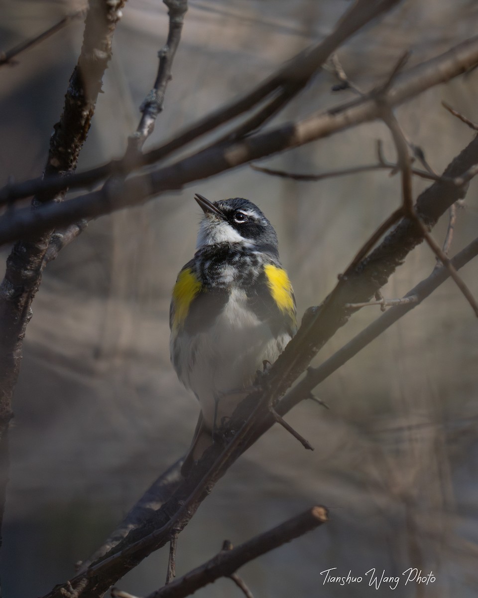 Yellow-rumped Warbler (Myrtle) - Tianshuo Wang