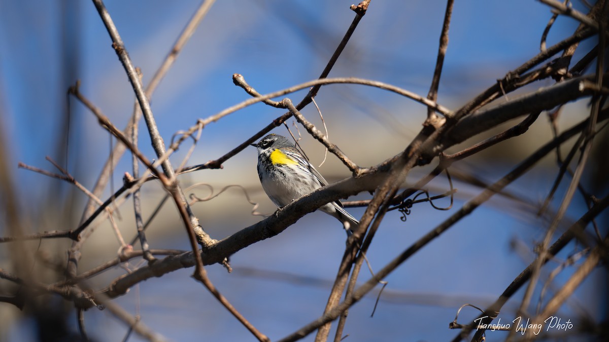 Yellow-rumped Warbler (Myrtle) - Tianshuo Wang