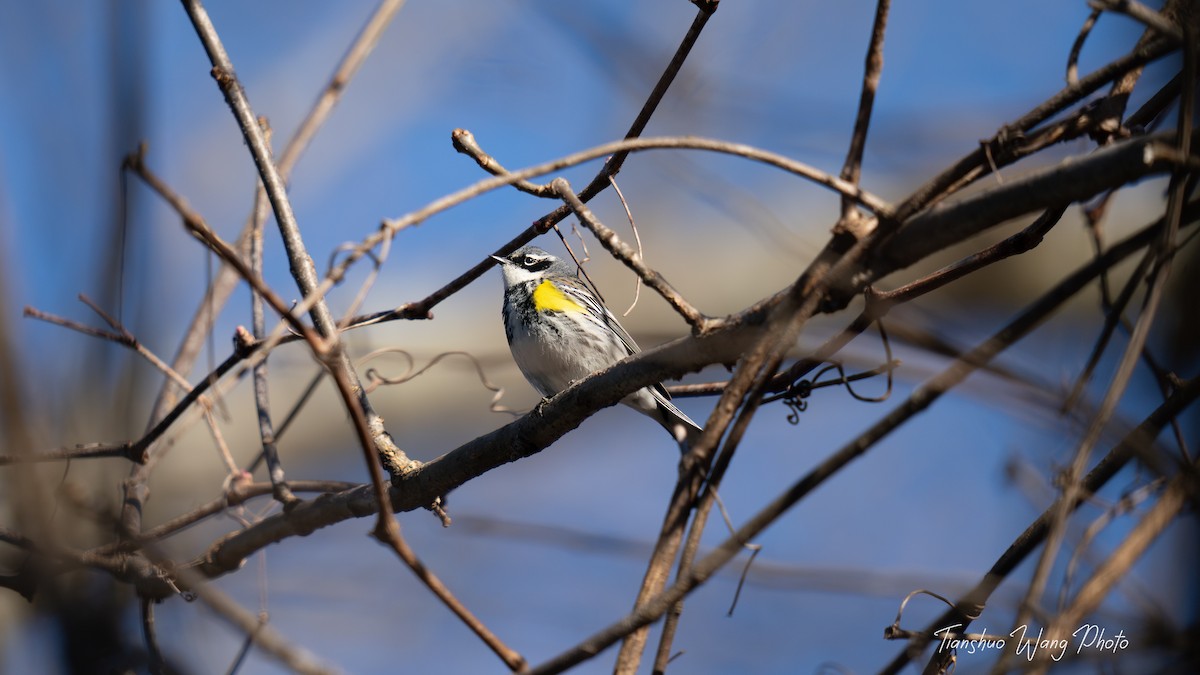 Yellow-rumped Warbler (Myrtle) - Tianshuo Wang