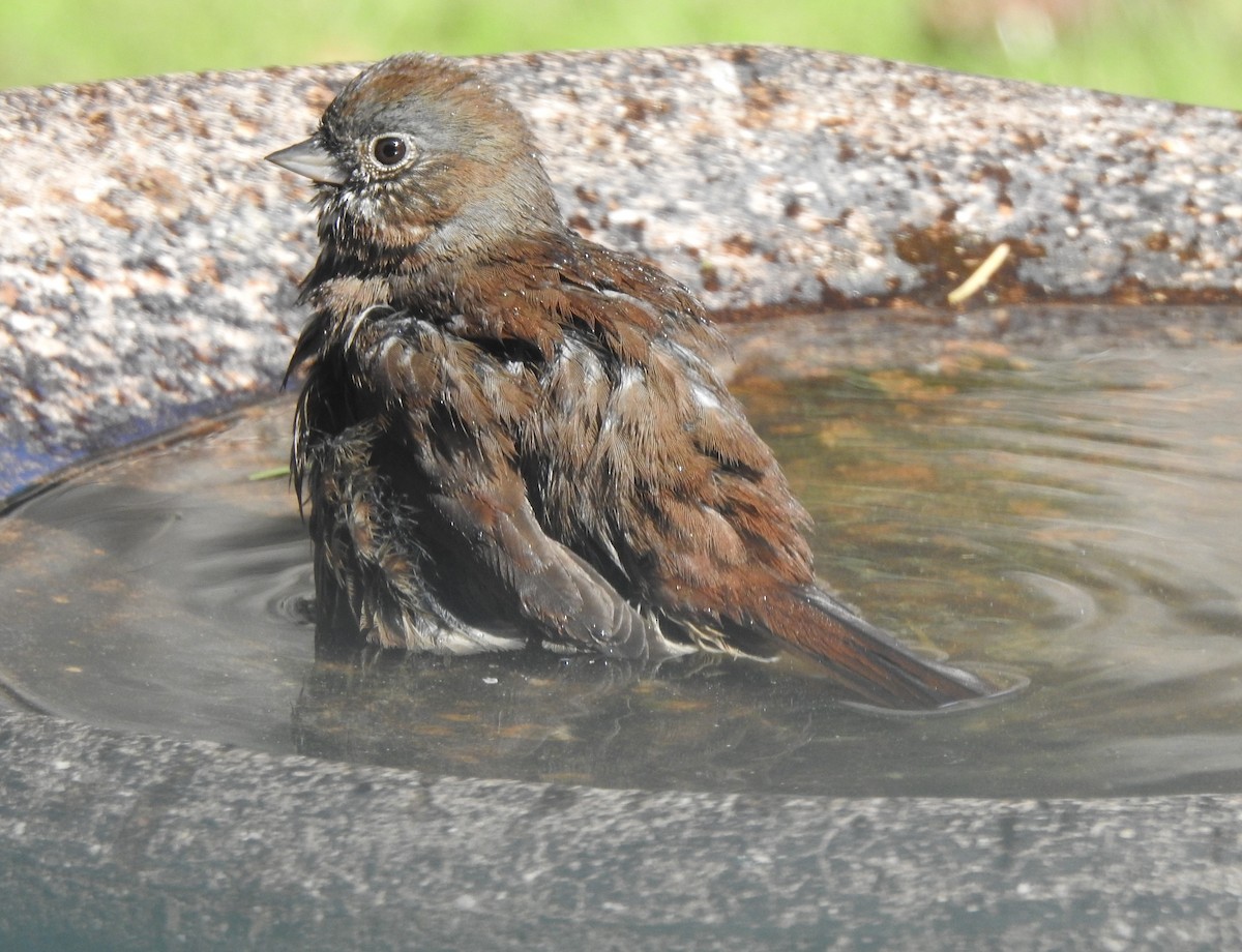 Fox Sparrow - Cathy Carlson