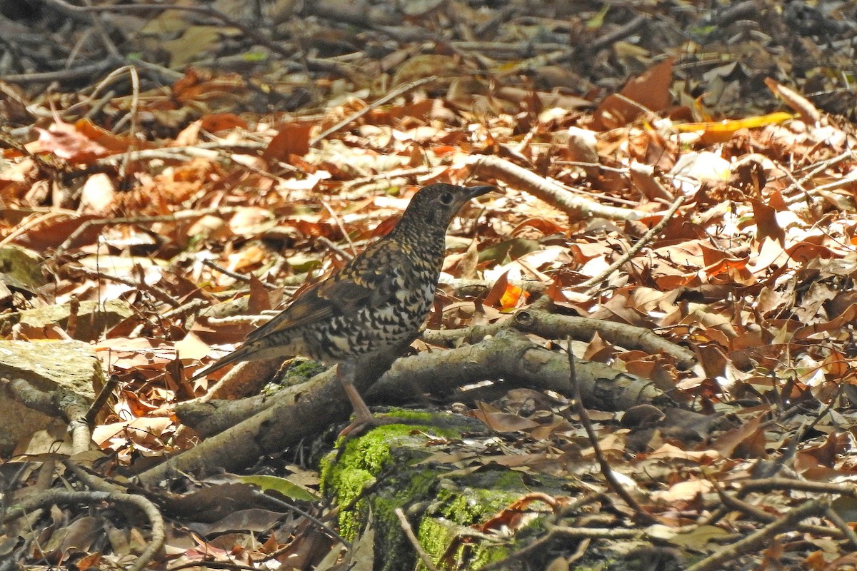 White's Thrush - ML617548037