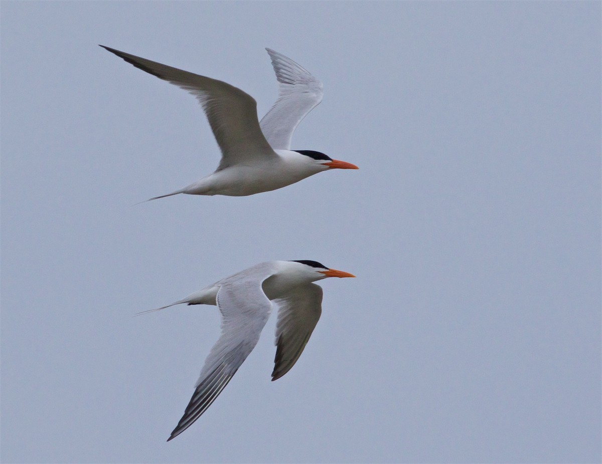 Royal Tern - Ed Harper