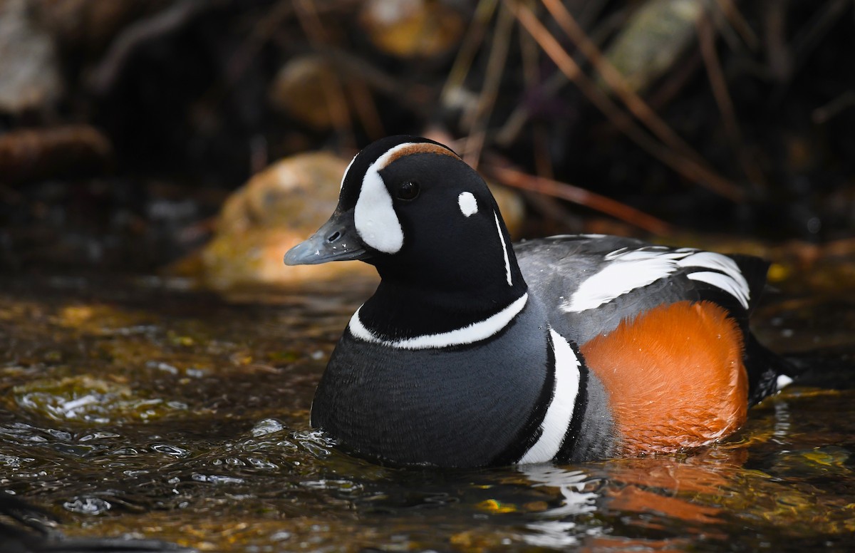 Harlequin Duck - ML617548063