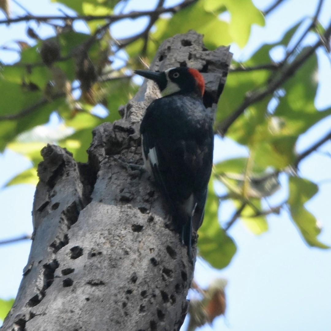 Acorn Woodpecker - ML617548082