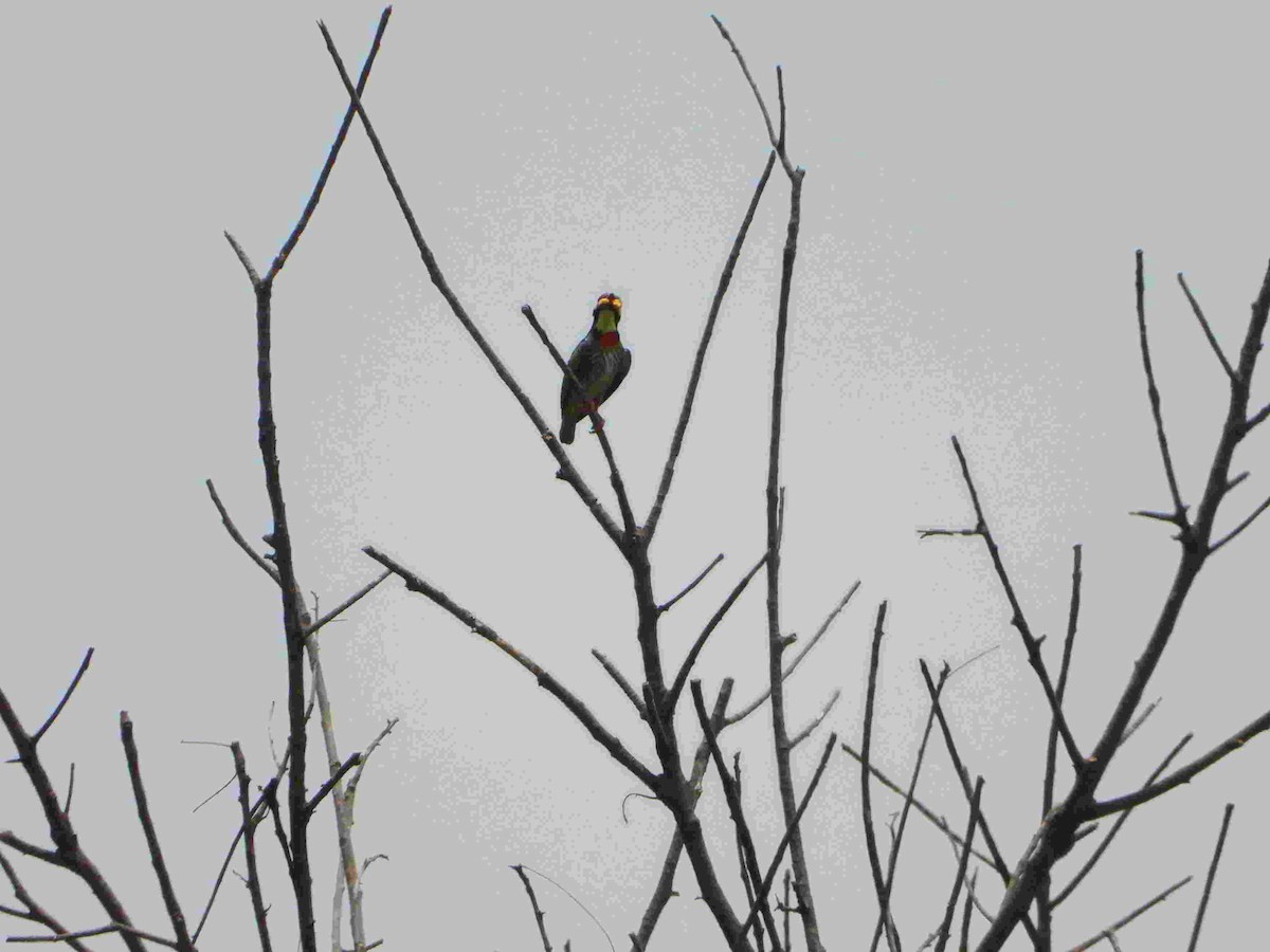 Coppersmith Barbet - ML617548084