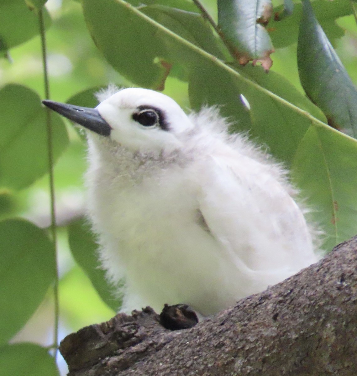 White Tern (Pacific) - ML617548155