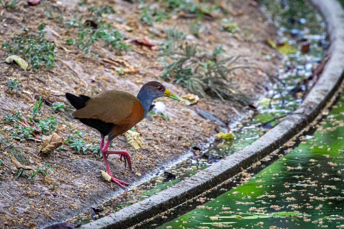 Gray-cowled Wood-Rail - Francisco Russo