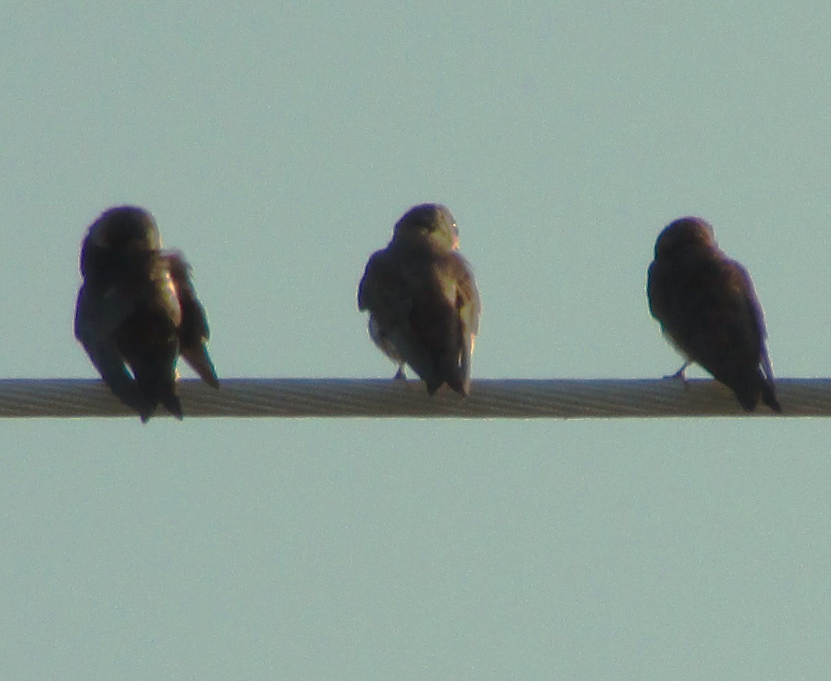 Purple Martin - Sandy Winkler