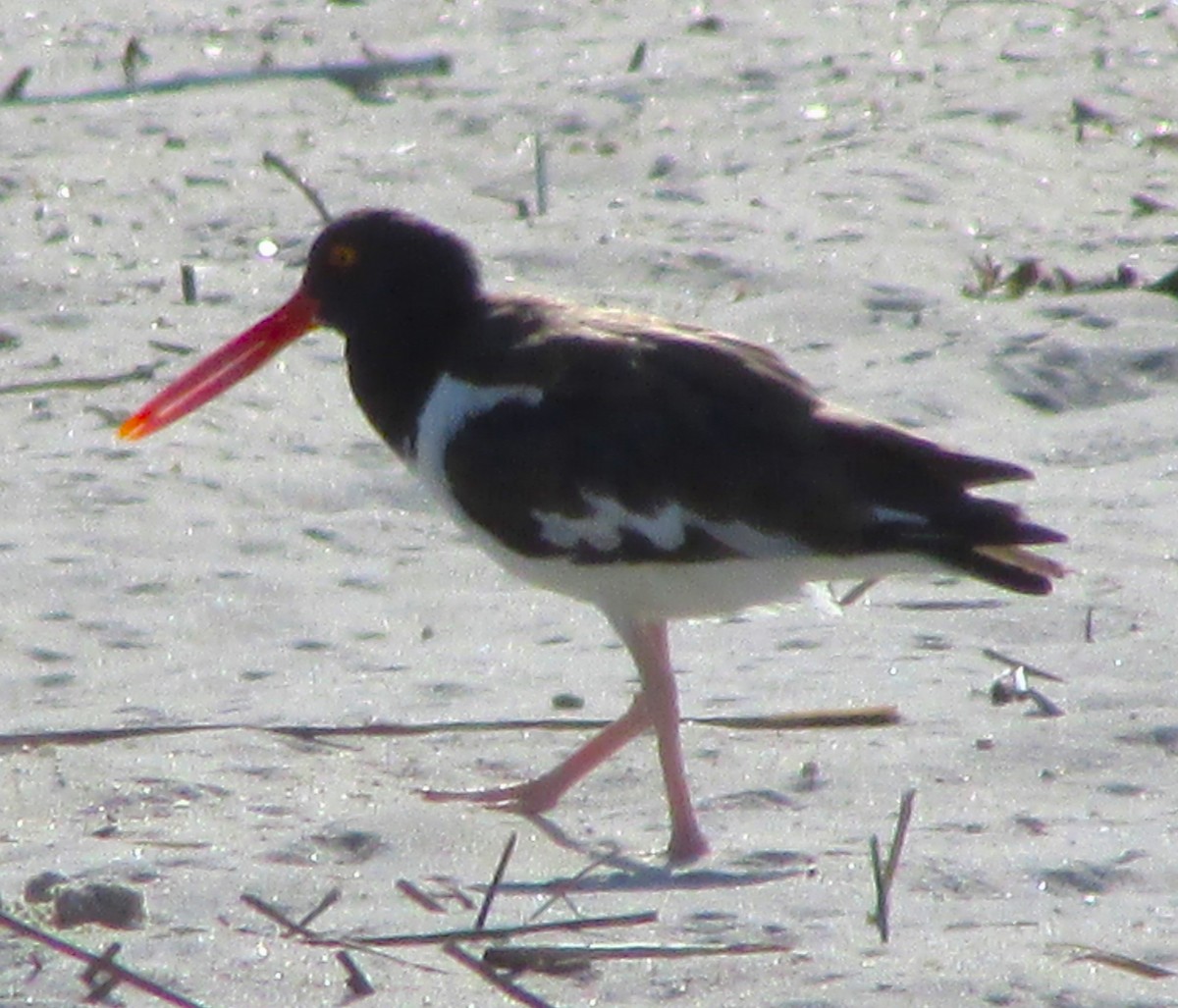 American Oystercatcher - ML617548238