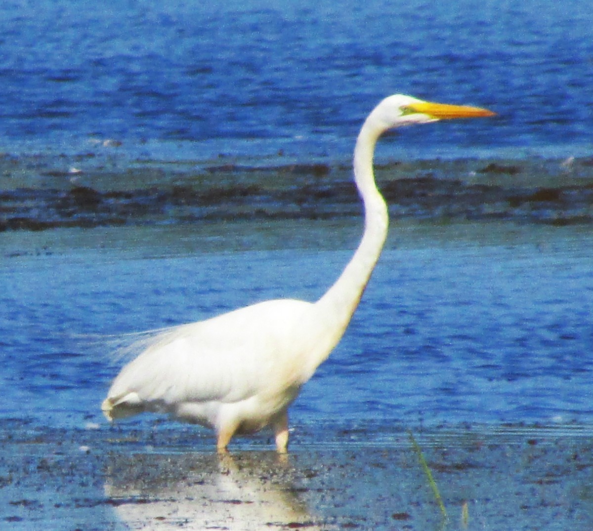 Great Egret - ML617548262