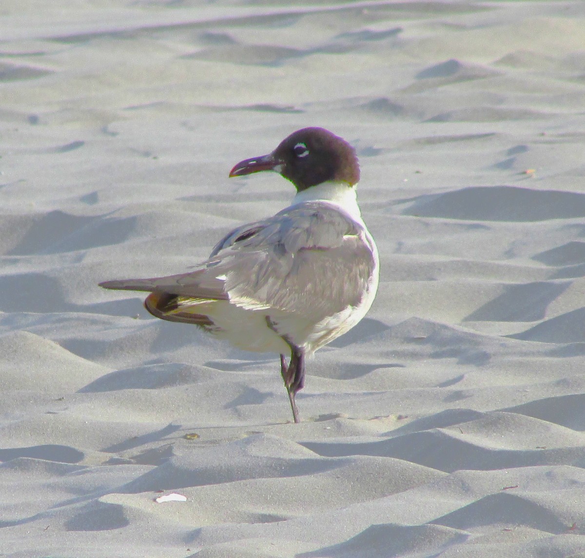 Gaviota Guanaguanare - ML617548281