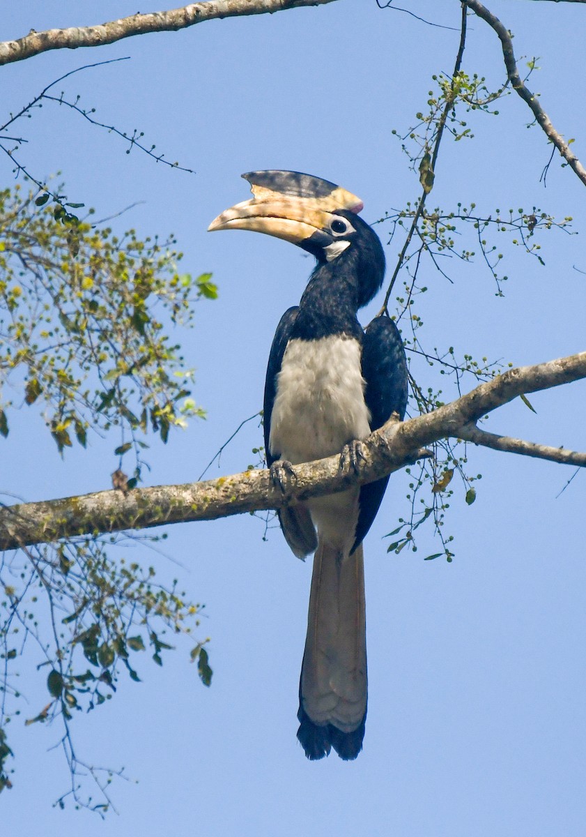 Malabar Pied-Hornbill - ML617548282