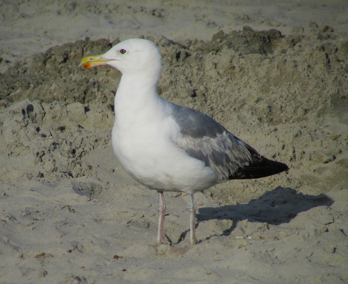 Herring Gull - ML617548293