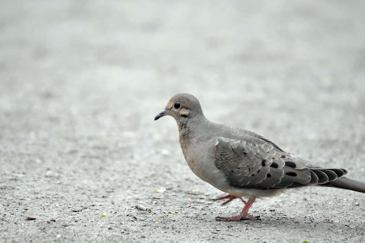 Mourning Dove - ML617548331