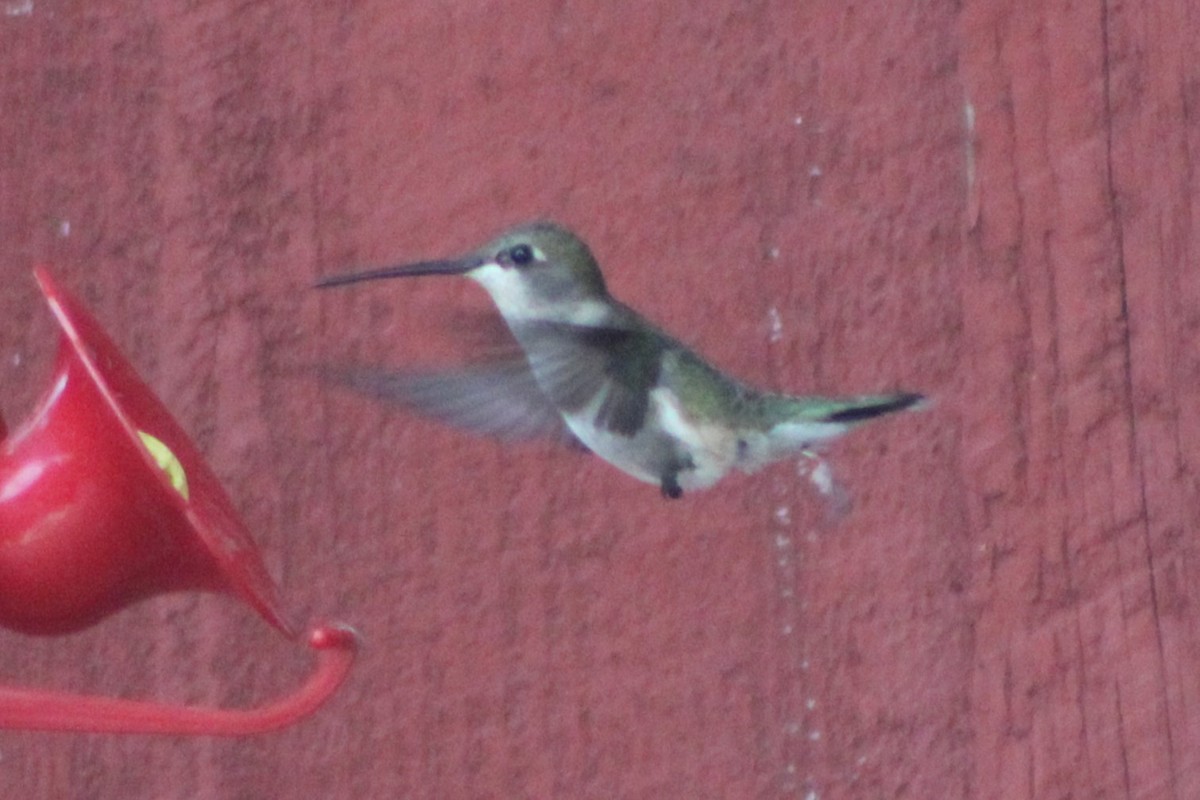 Black-chinned Hummingbird - ML617548358