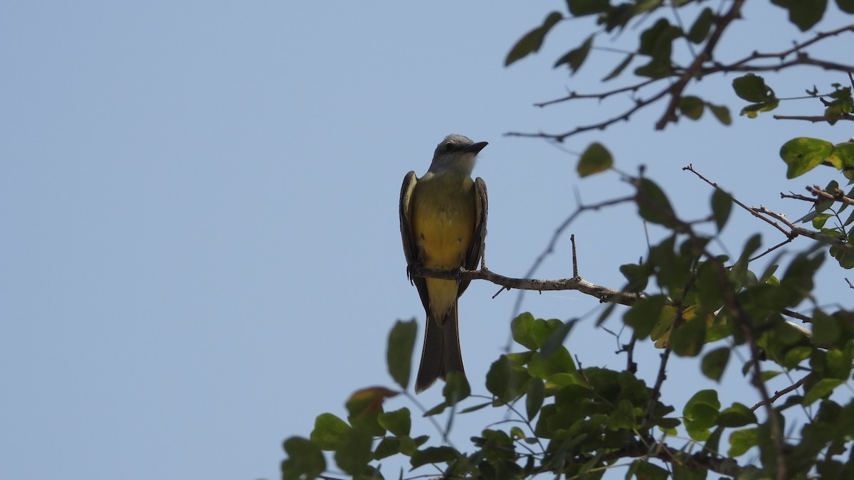 Tropical Kingbird - ML617548370