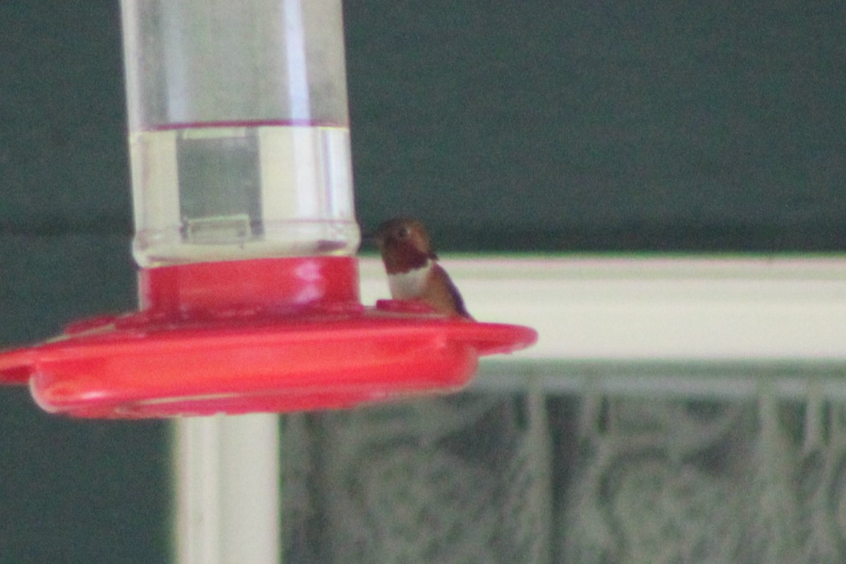 Rufous Hummingbird - ML617548403