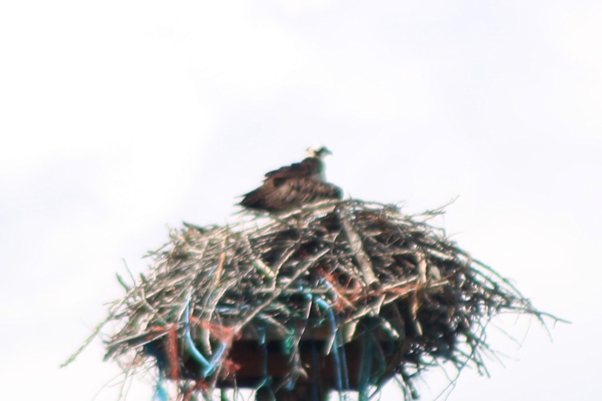 Osprey (American) - ML617548463