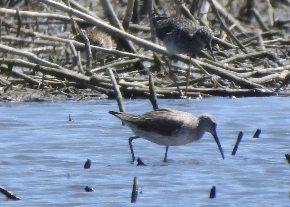 Stilt Sandpiper - Pete Monacell