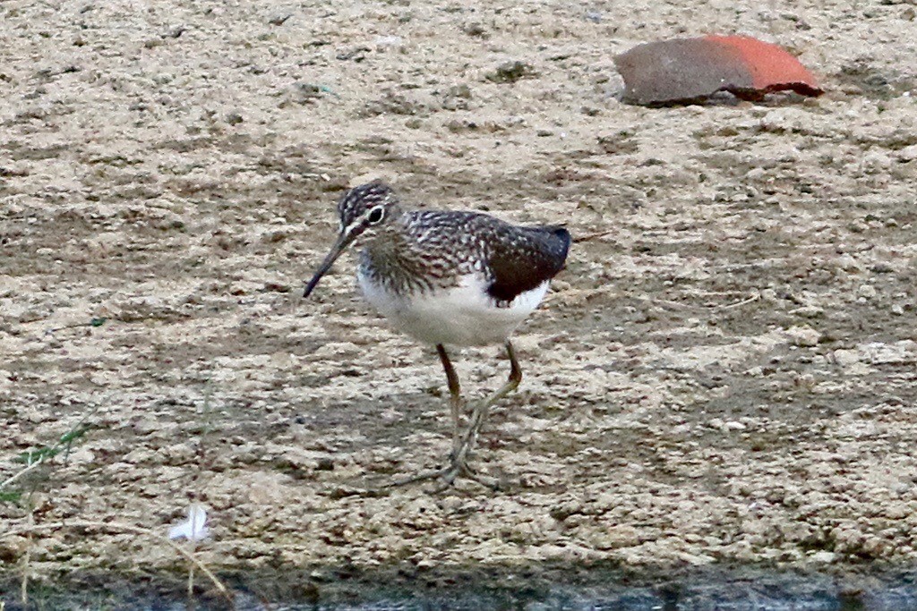 Green Sandpiper - ML617548552