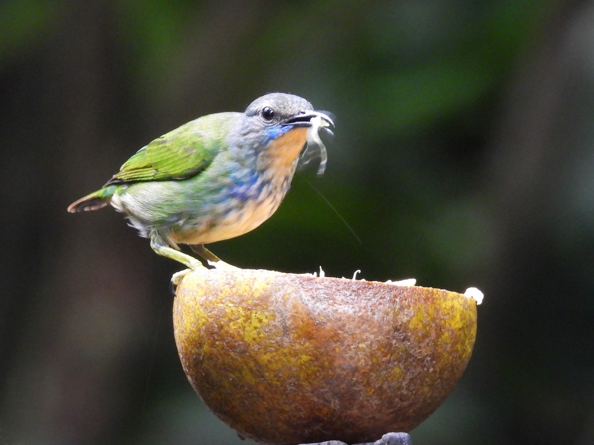 Shining Honeycreeper - Urs Geiser