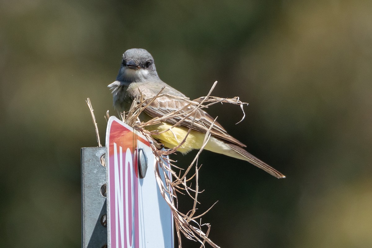 Cassin's Kingbird - Marcy Carpenter