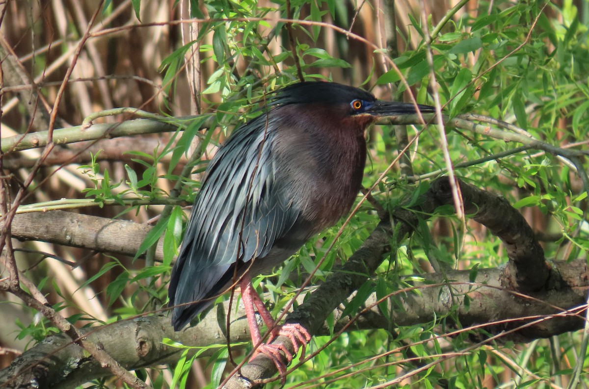 Green Heron - ML617548573