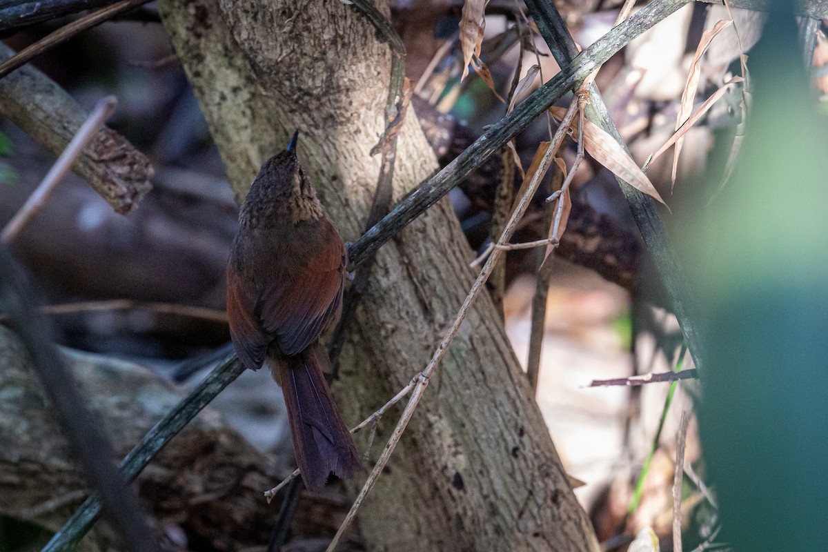 Stripe-breasted Spinetail - ML617548581