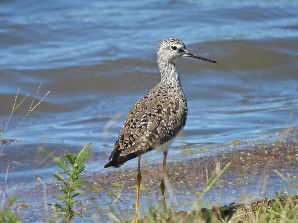 Lesser Yellowlegs - ML617548640