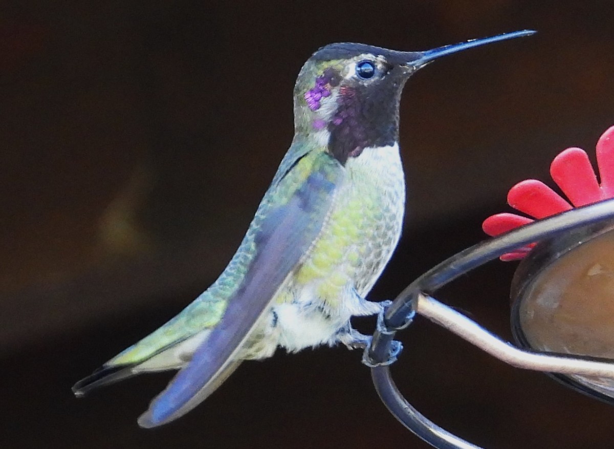 Costa's Hummingbird - ML617548678