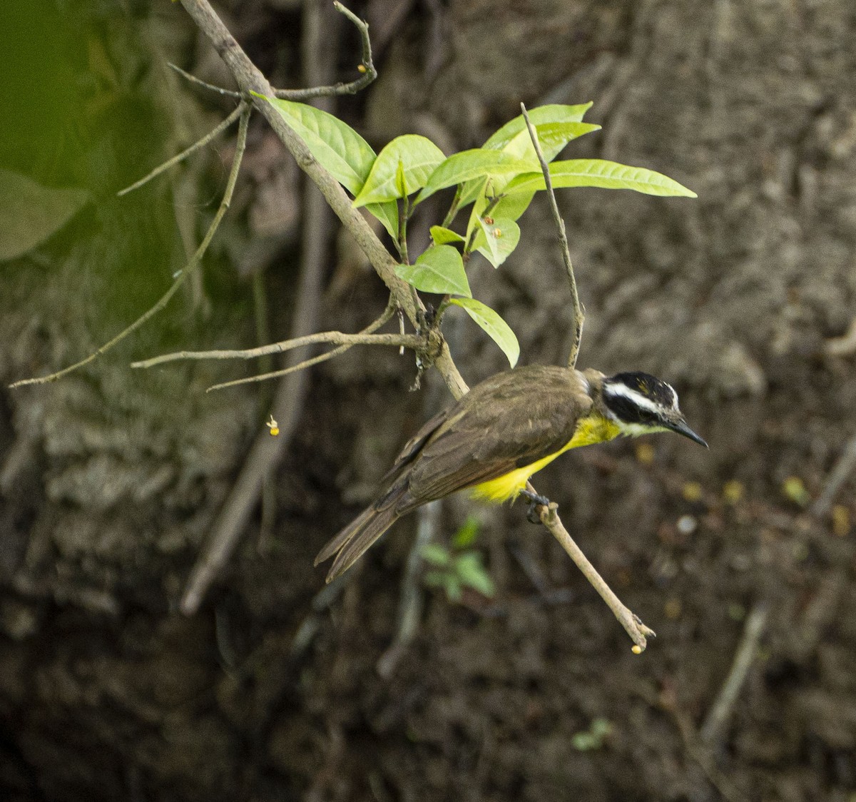 Lesser Kiskadee - ML617548679