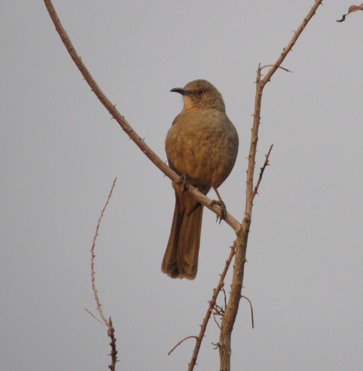 Curve-billed Thrasher - ML617548738