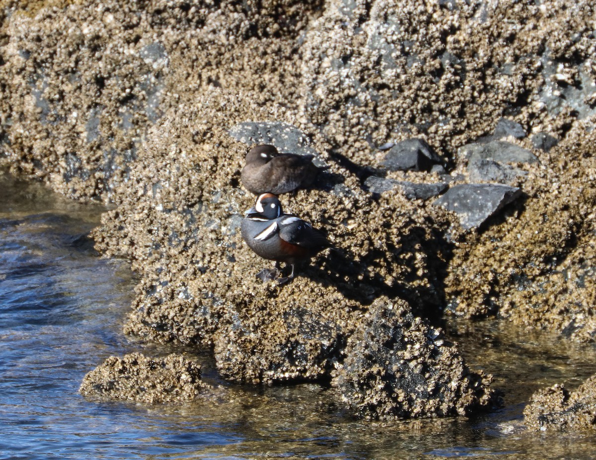 Harlequin Duck - Heather Rowan