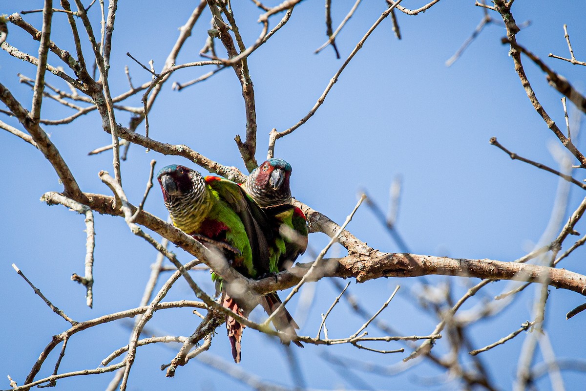 Painted Parakeet - ML617548792