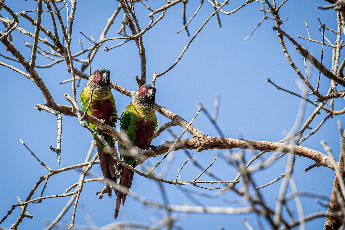 Painted Parakeet - ML617548794