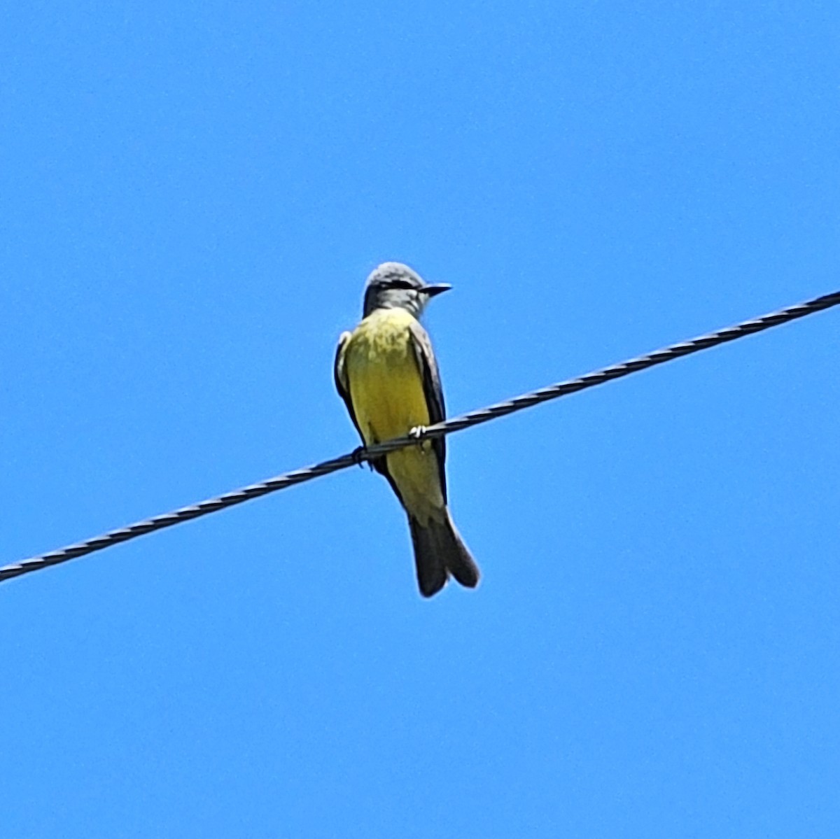 yellow-bellied kingbird sp. - ML617548803