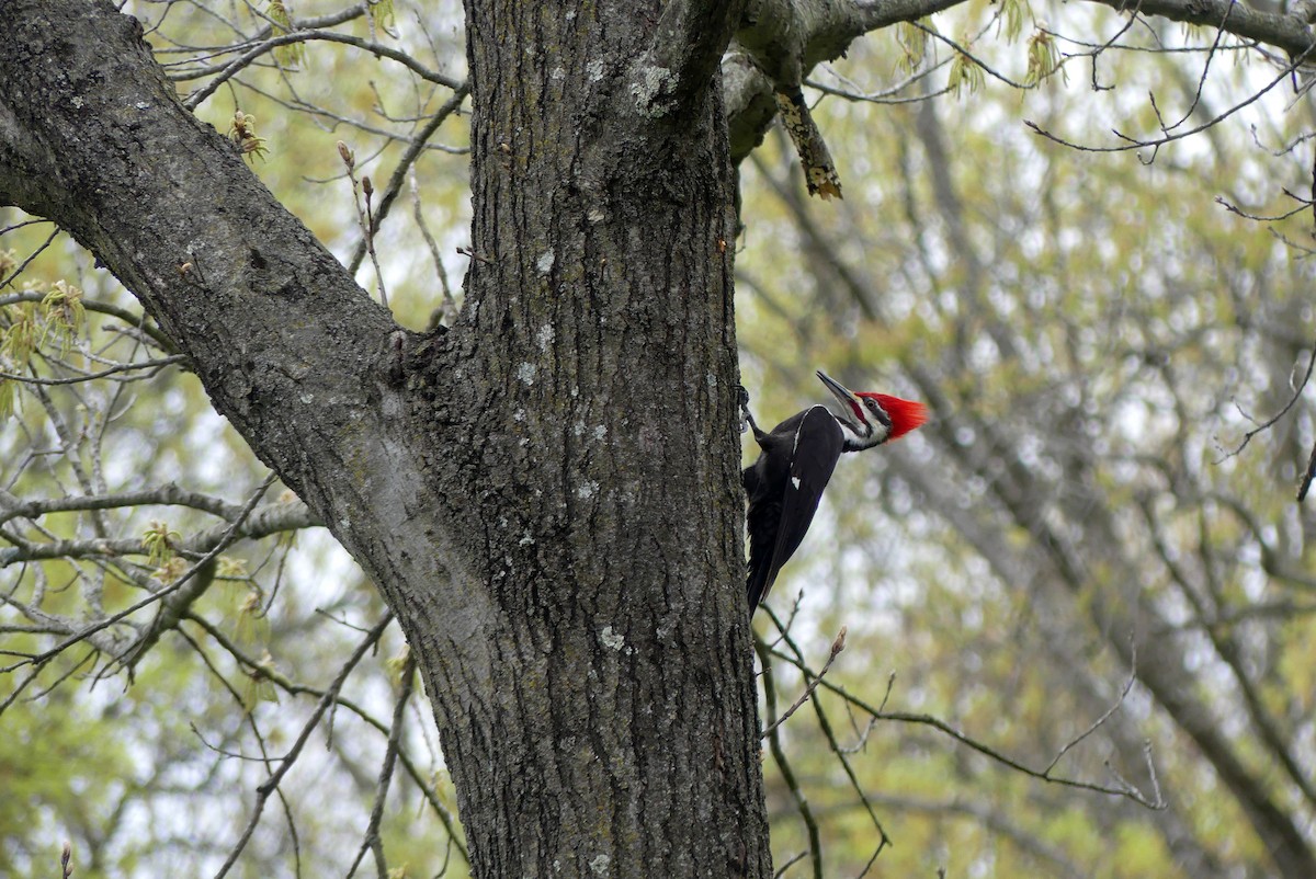 Pileated Woodpecker - ML617548826