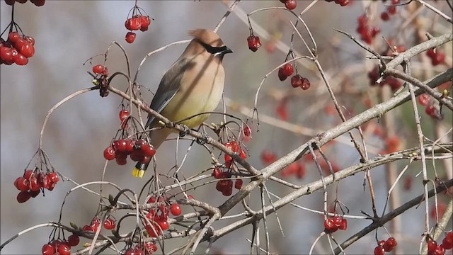 Cedar Waxwing - ML617548846