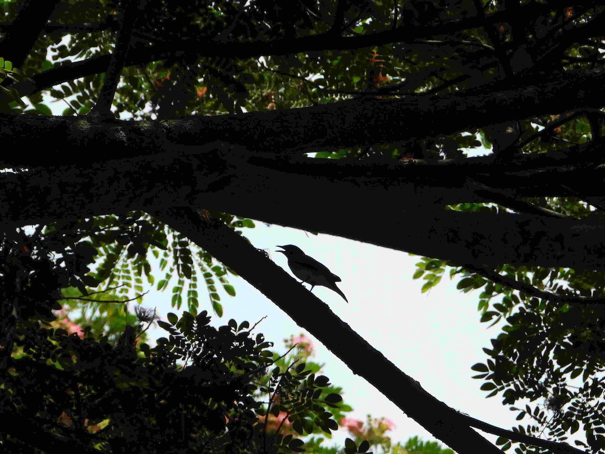 Black-headed Cuckooshrike - Gandhikumar Rangasamudram Kandaswami